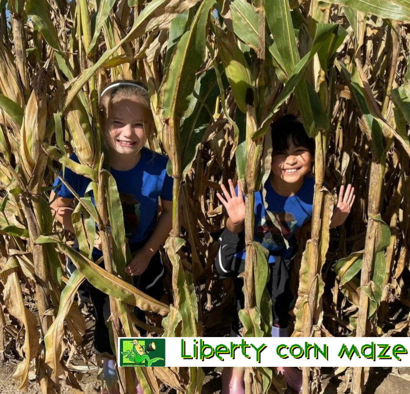 Liberty Corn Maze - In the Corn Maze