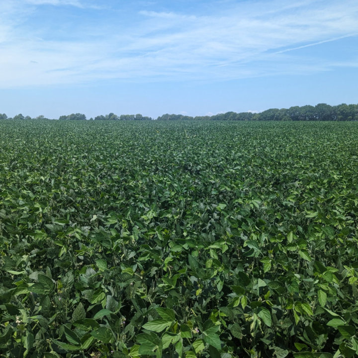 Soybeans - Menu