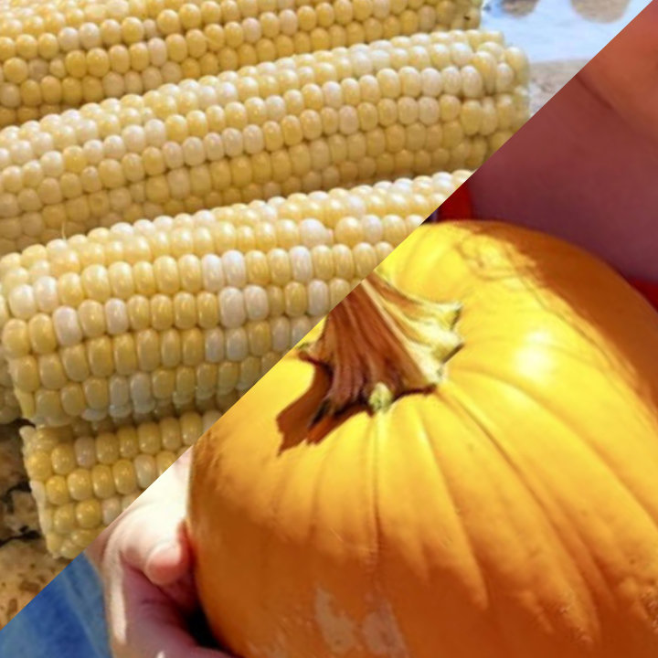 Sweet Corn and Pumpkins